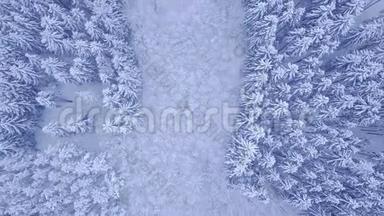 美丽的蓝冬青松林，积雪覆盖，中央有一片落叶林，鸟瞰